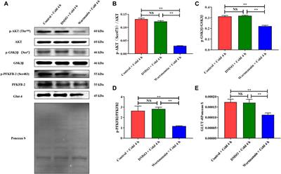 Cold-Induced RNA-Binding Protein Promotes Glucose Metabolism and Reduces Apoptosis by Increasing AKT Phosphorylation in Mouse Skeletal Muscle Under Acute Cold Exposure